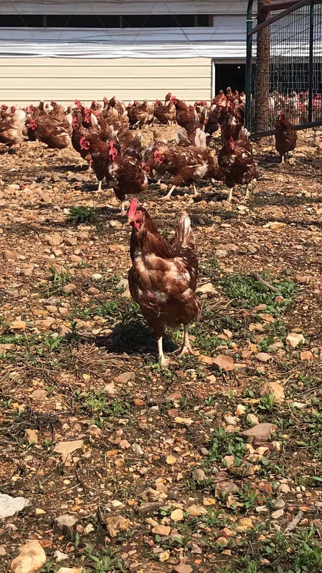 Vital Farms Tour Recap - Sharing how I saw first hand that Vital Farms is the real deal! They are raising happy, healthy hens and treating their employees with respect! | #Foodfaithfitness |