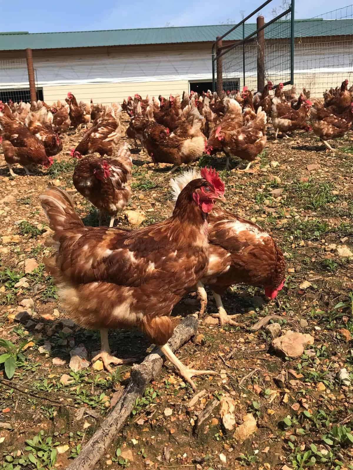 Vital Farms Tour Recap - Sharing how I saw first hand that Vital Farms is the real deal! They are raising happy, healthy hens and treating their employees with respect! | #Foodfaithfitness |